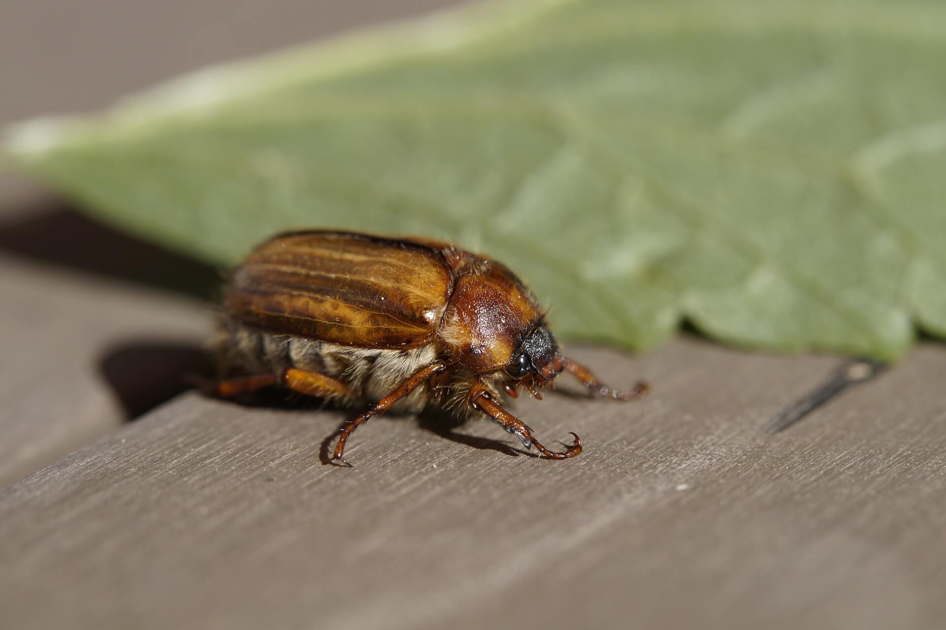a chafer