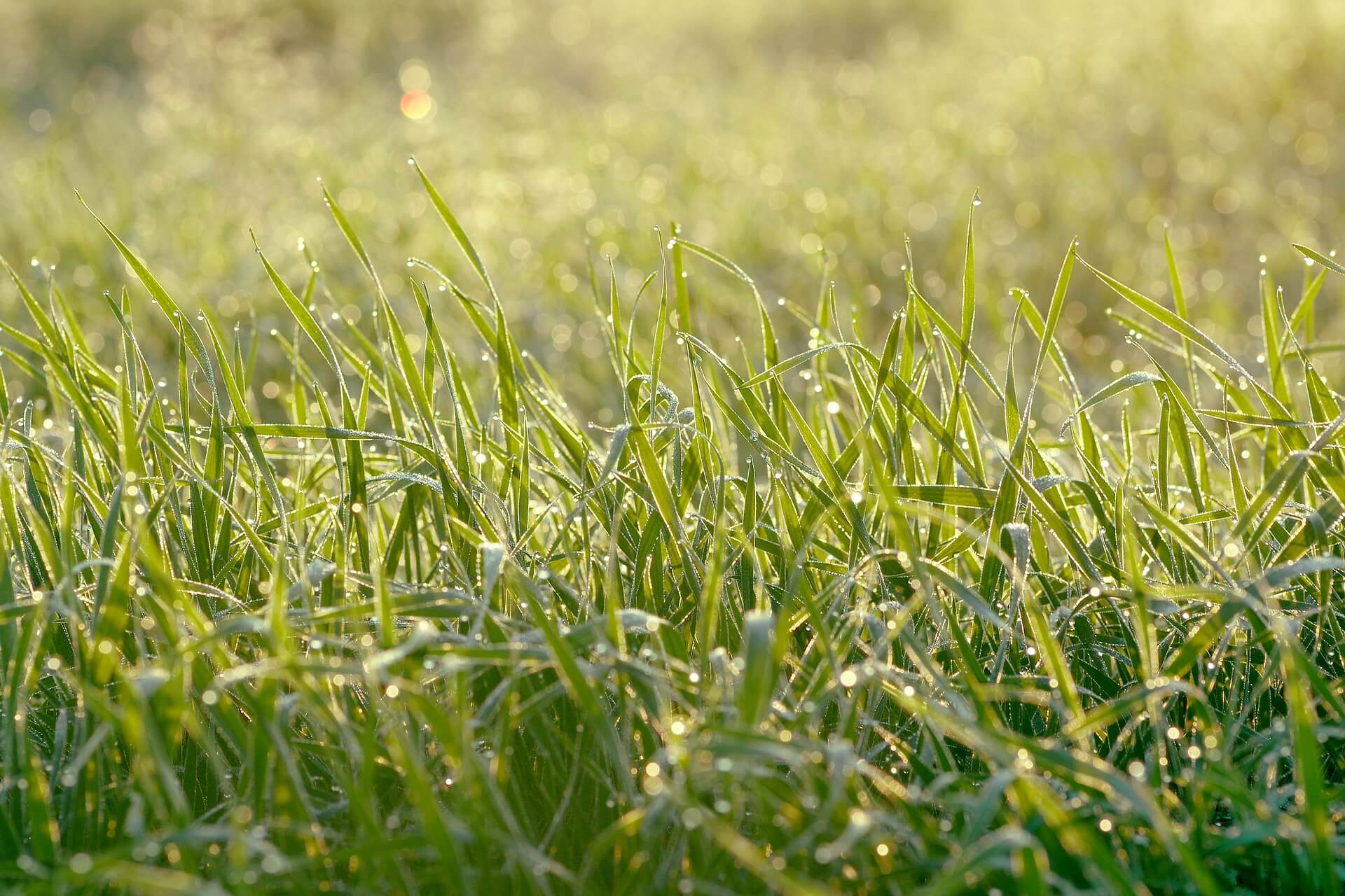 a picture of grass